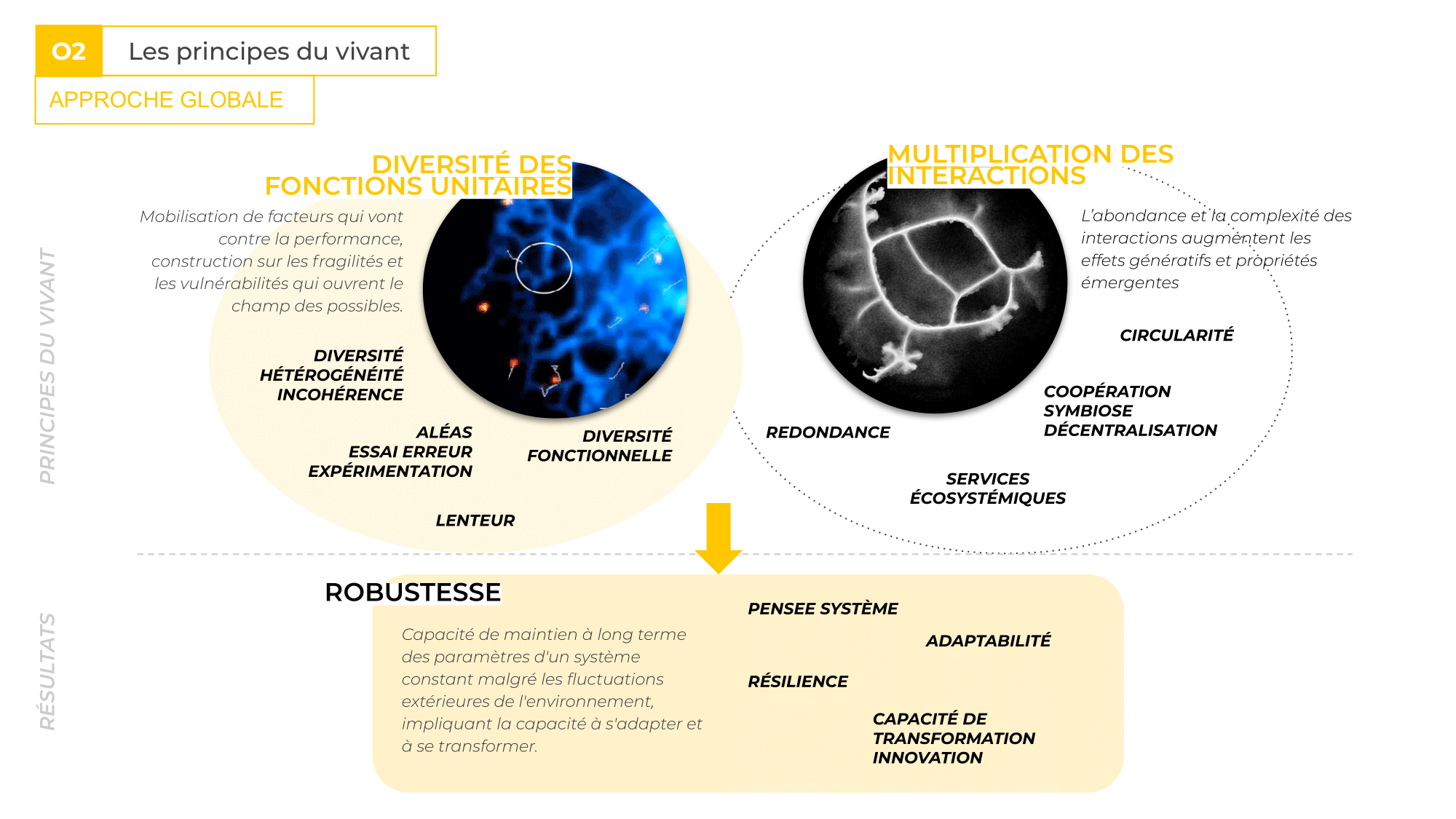 Les principes du vivant : Approche globale Les principes du vivant : Approche globale
